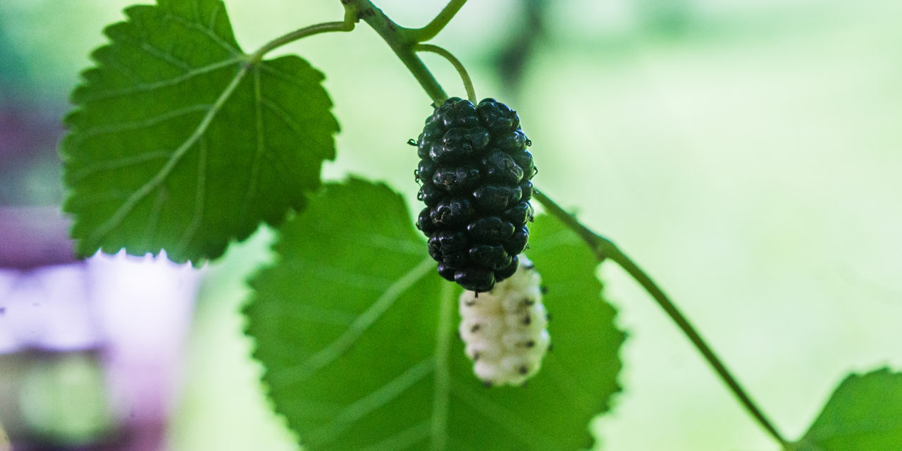 Ein heimisches Superfood: Die Maulbeere (Morus)