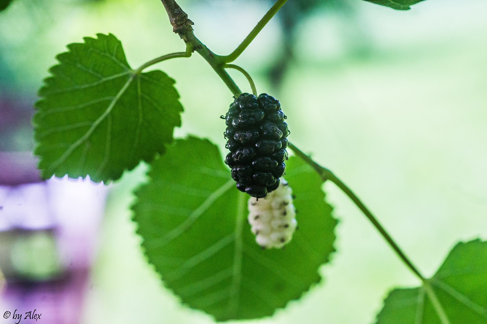 Ein heimisches Superfood Die Maulbeere (Morus) taomagazin.de