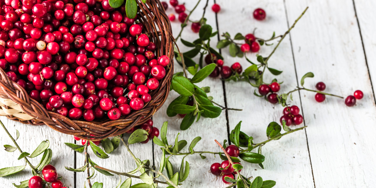 Preiselbeere (Vaccinium vitis-idea)
