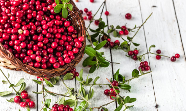 Preiselbeere (Vaccinium vitis-idea)