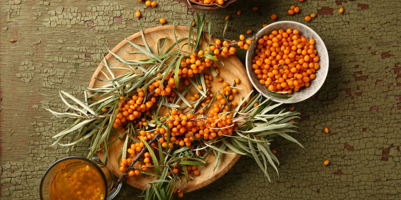 Sanddorn (Hippophae rhamnoides) ist so gesund!