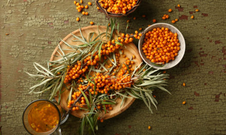 Sanddorn (Hippophae rhamnoides) ist so gesund!