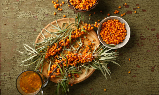 Sanddorn (Hippophae rhamnoides) ist so gesund!