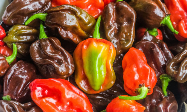 Pflanzenmagie: Chili (Capsicum)
