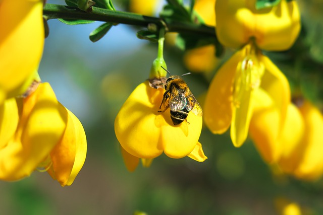 Bachblüten stellen sich vor – heute: Gorse