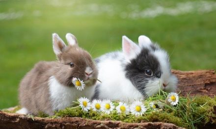 Veganes Ostermenü von Kai Treude