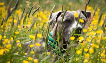 Kräuter für Hunde