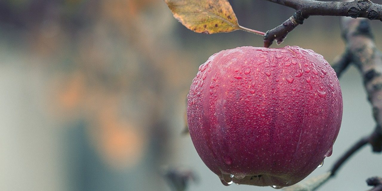 Pflanzenmagie: Der Apfel