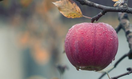 Pflanzenmagie: Der Apfel