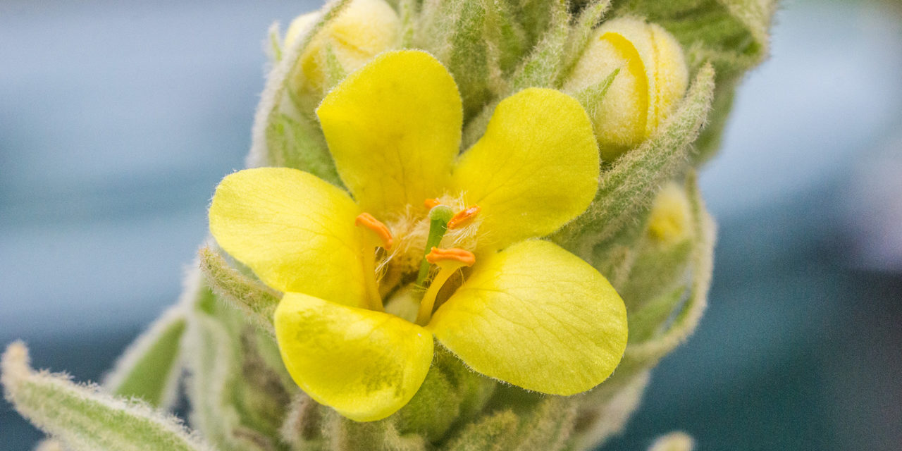 Königskerzen (Verbascum)