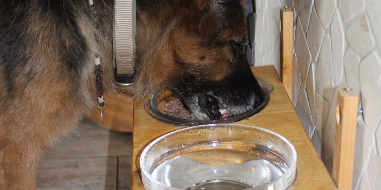 Wasser für den Hund