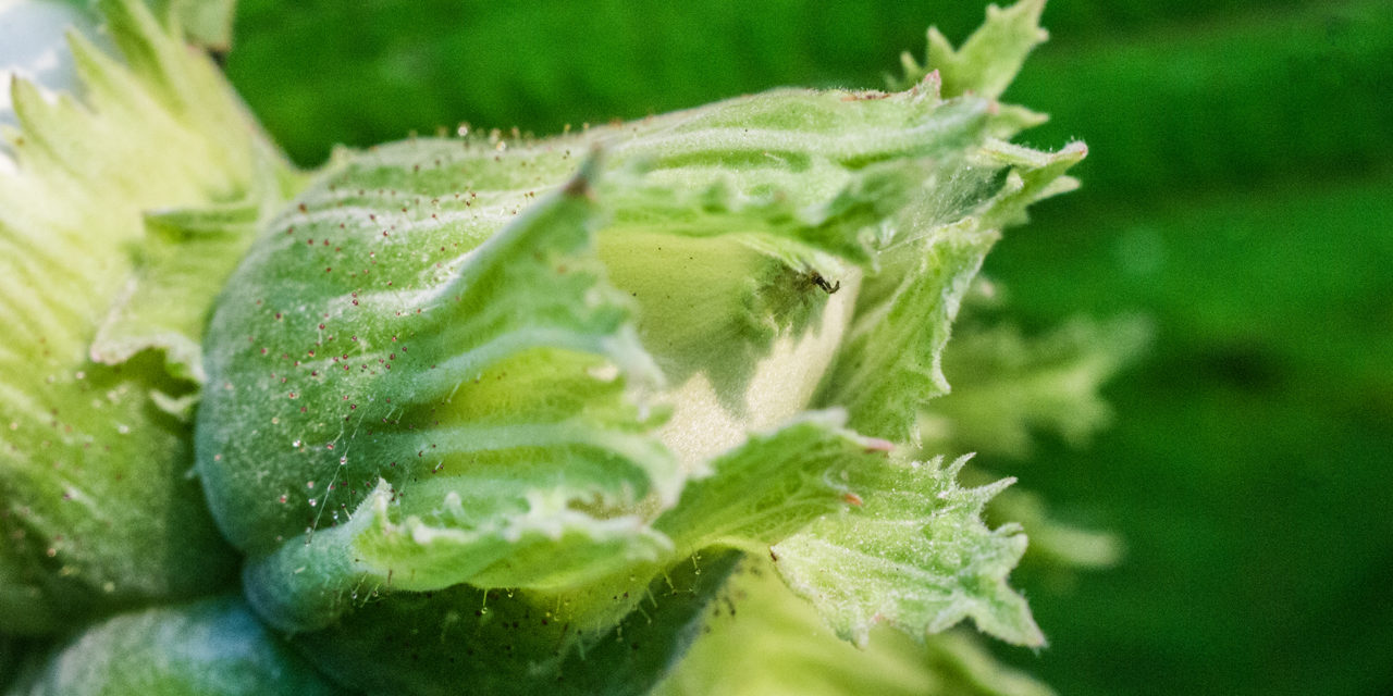 Die Haselnuss (Corylus avellana)