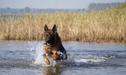 Urlaub mit Hund – Infos und Checkliste