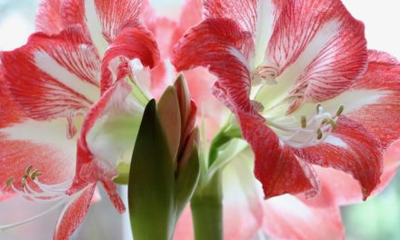 Pflanzenmagie: Amaryllis
