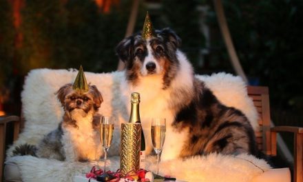 Keep Cool! – Mehr Gelassenheit für Hunde & ihre Menschen an Silvester