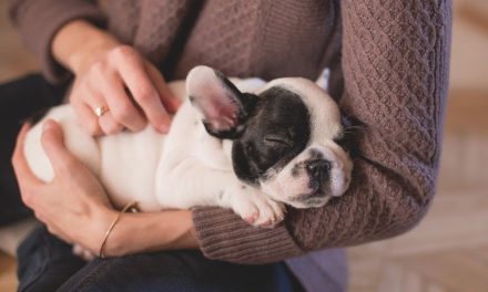 Meditation – gemeinsam mit dem Hund zur Ruhe kommen