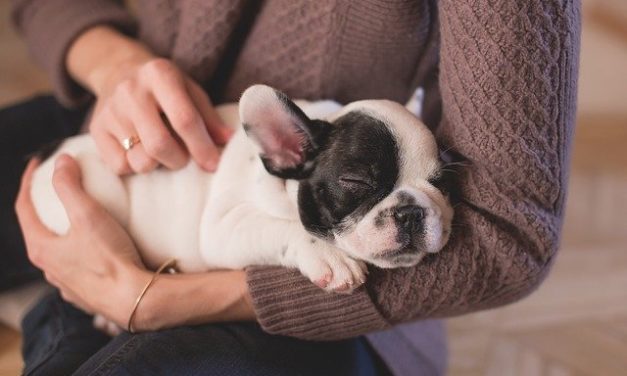 Meditation – gemeinsam mit dem Hund zur Ruhe kommen