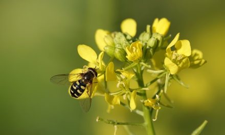 Bachblüten stellen sich vor – heute: Mustard