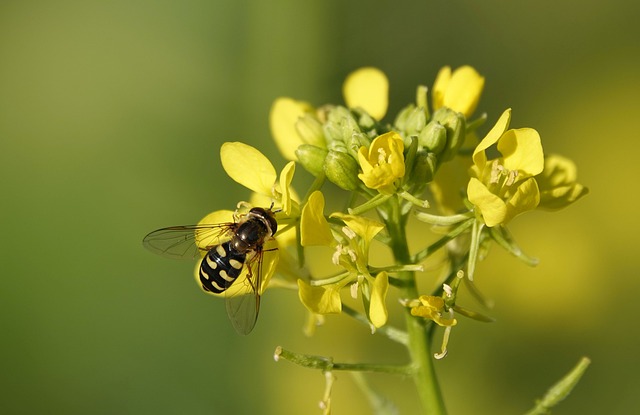 Bachblüten stellen sich vor – heute: Mustard