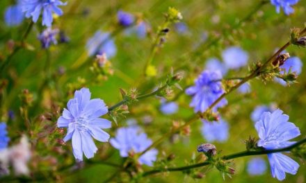 Bachblüten stellen sich vor – Chicory