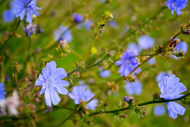 Bachblüten stellen sich vor – Chicory