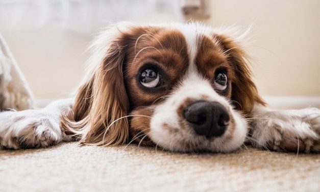 Wenn der Hund RÜCKEN hat