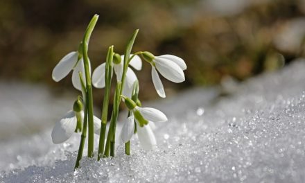 Pflanzenmagie: Schneeglöckchen