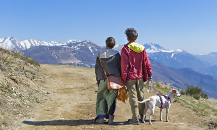 Tierschutzhunde und die Theorie der Spiegelungen