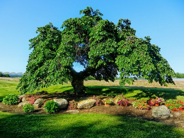 Elm – Bachblüten stellen sich vor!