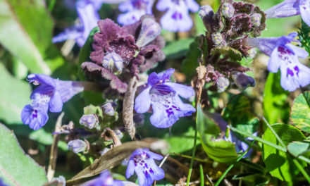 Die Gundelrebe (Glechoma hederacea)