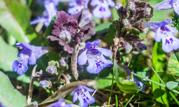Die Gundelrebe (Glechoma hederacea)