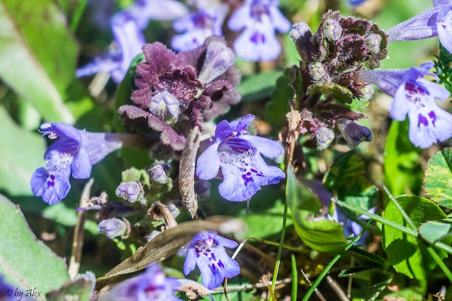 Die Gundelrebe (Glechoma hederacea)