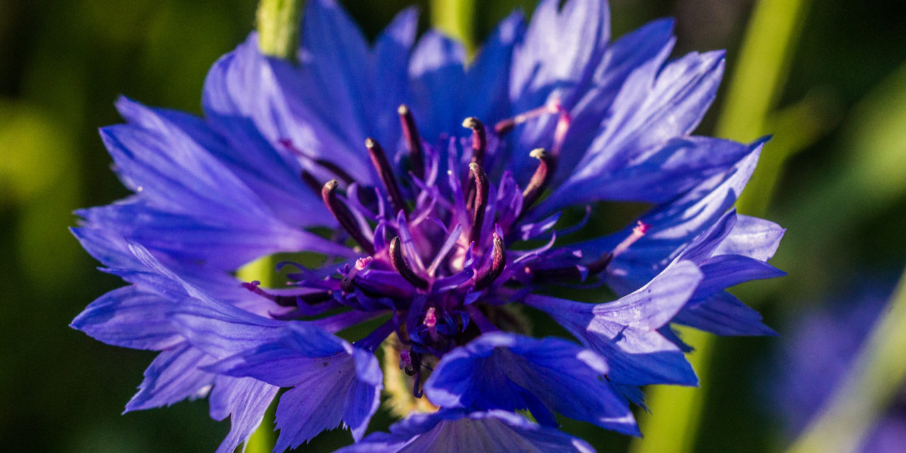 Die Kornblume (Centaurea cyanus)