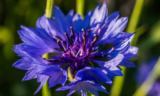 Die Kornblume (Centaurea cyanus)