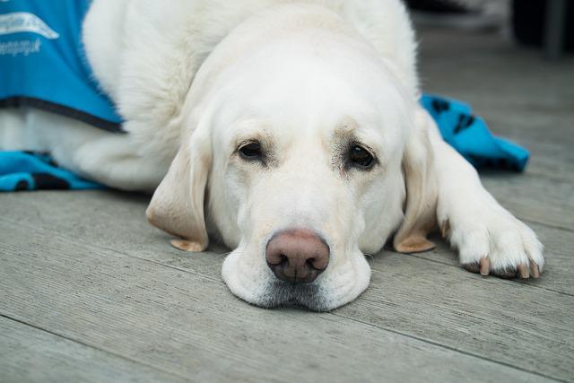 Schilddrüsen-Unterfunktion – Behandlungsansätze für Hunde