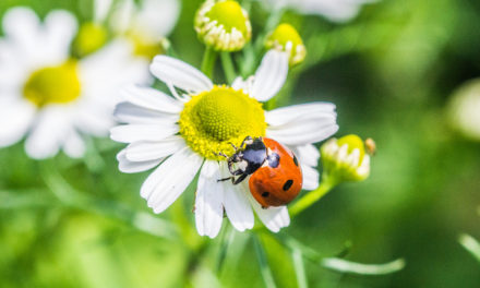 Die Kamille (Matricaria chamomilla L.) beginnt nun wieder in meinem Garten zu blühen…