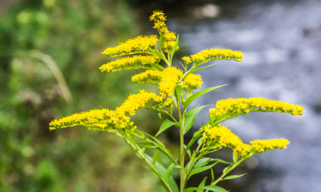 Die Goldrute (Solidago virgaurea)