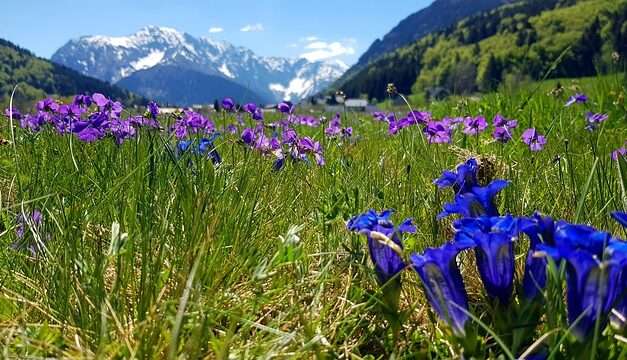 Bachblüten stellen sich vor – heute: Gentian
