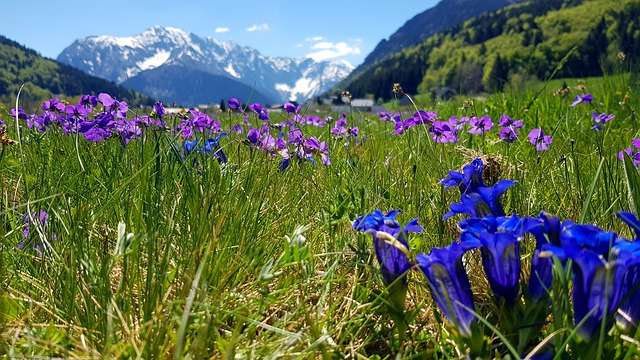 Bachblüten stellen sich vor – heute: Gentian